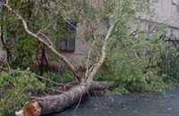 В Самарском районе Днепропетровска ветер повалил деревья 
