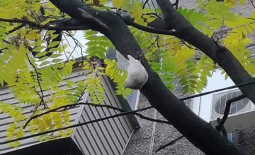 На Набережной в Днепре животное застряло в ветвях деревьев