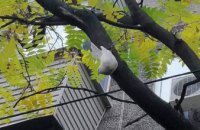 На Набережной в Днепре животное застряло в ветвях деревьев