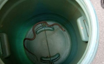 В Днепре на Тополе в почтовое отделение заползла полуметровая змея