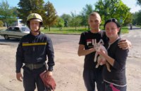 На Днепропетровщине спасатели помогли снять котенка  с 10-метрового дерева