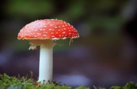 Как уберечь себя от отравления грибами