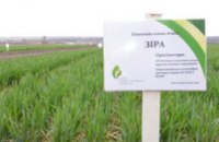 В Днепропетровской области посеяли более 90 % ранних зерновых культур