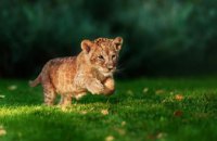 В Днепре на прием к ветеринару привели львенка (ВИДЕО)