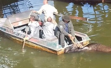 В Чернобыльской зоне лося спасли из водного плена (ВИДЕО)