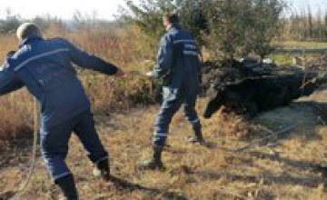 В Днепропетровской области спасатели достали из сливной ямы корову