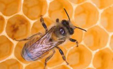 Пчелы способны видеть электрические поля, - ученые