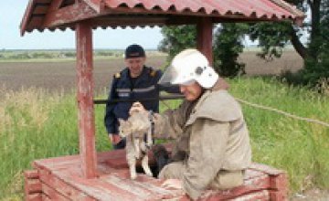 В Днепропетровской области пожарные спасли упавшего в колодец кота