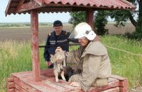 В Днепропетровской области пожарные спасли упавшего в колодец кота