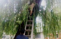 Полезла за котом и застряла: в Новомосковске спасатели сняли с дерева женщину (ФОТО)