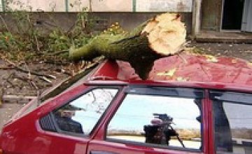 Днепропетровск засыпало сухими деревьями