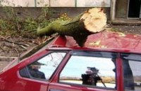 Днепропетровск засыпало сухими деревьями