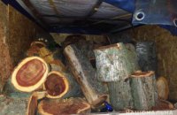 На Днепропетровщине 36-летний мужчина незаконно срубил 40 деревьев 
