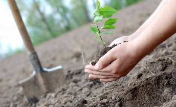Цьогоріч на Дніпропетровщині планують висадити майже 1,5 млн дерев