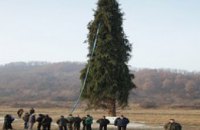 Сегодня 30-метровая украинская елка отправится в Ватикан