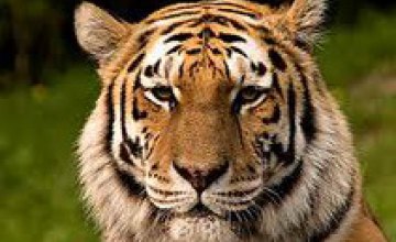 ЧП в Киевском зоопарке: тигр снял скальп с сотрудника