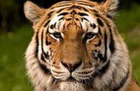 ЧП в Киевском зоопарке: тигр снял скальп с сотрудника
