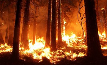 С начала года в природных экосистемах Днепропетровщины возникло почти 3 тыс. пожаров
