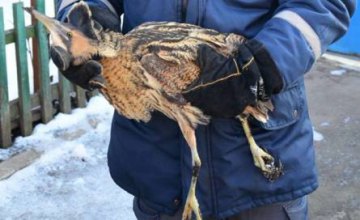 ​В Полтавской области спасли от обморожения раненную перелетную птицу