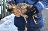 ​В Полтавской области спасли от обморожения раненную перелетную птицу