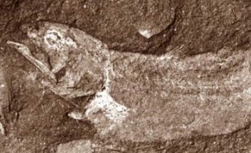 В Африке нашли древнейшую «сухопутную» рыбу
