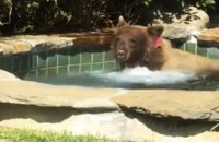 ​В сети появилось видео, как медведь принимал джакузи (ВИДЕО)