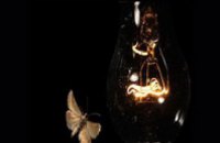 Ученые рассказали, какие лампочки больше всего привлекают внимание насекомых