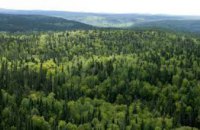 На Днепропетровщине создано 40 рейдовых бригад для охраны лесов в предновогодний период