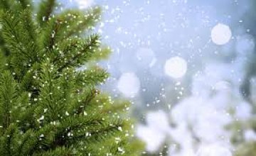 Сколько будут стоить новогодние елки в Днепре