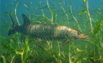 Эксперты рассказали, почему в Днепропетровске исчезает хищная рыба