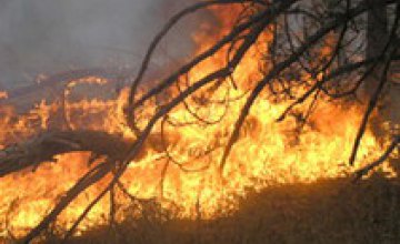 МЧС ликвидировало пожар в Петриковском районе Днепропетровской области