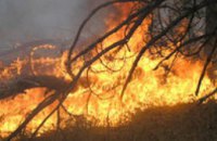 МЧС ликвидировало пожар в Петриковском районе Днепропетровской области