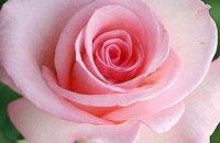 В Днепре продолжаются онлайн-консультации для цветоводов: обсуждаем розы