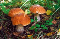 В Павлограде двое человек отравились дикорастущими грибами (ПОДРОБНОСТИ)