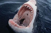 Египетская акула покусала трех россиян и украинца