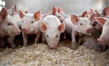 В Ровенской области зафиксировали новый случай чумы свиней