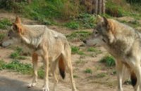 Пригород Симферополя атакуют лесные волки (ФОТО)