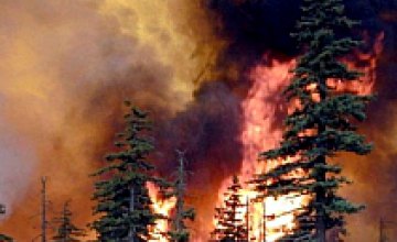Днепропетровские спасатели сутки боролись с лесным пожаром