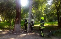 В Днепре спасатели сняли кота с дерева (ФОТО)