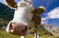 В Волынской области обнаружено неизвестное вирусное заболевание крупного рогатого скота