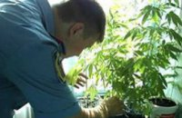 В Днепропетровске на съемной квартире выращивали коноплю
