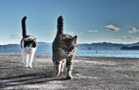 Ученые выяснили причину популярности видеороликов с участием котов