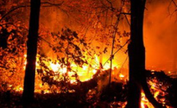 В Днепропетровской области огонь повредил 20 га хвойного леса 