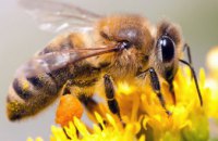 В Днепропетровской области мужчину до смерти зажалили пчелы