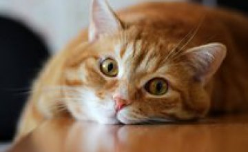 Биологи определили, как кошачий паразит «зомбирует» людей