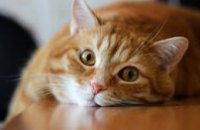Биологи определили, как кошачий паразит «зомбирует» людей
