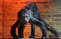  Выставка карликовых обезьян в Днепропетровске (ФОТОРЕПОРТАЖ)