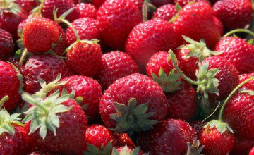 До 150 тонн ягод собирает за сезон кооператив Могилевской громады