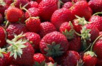 До 150 тонн ягод собирает за сезон кооператив Могилевской громады