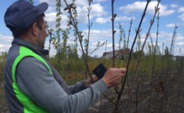 Саженцы для акции «Посади дерево спаси город» уже закуплены! (ФОТО)